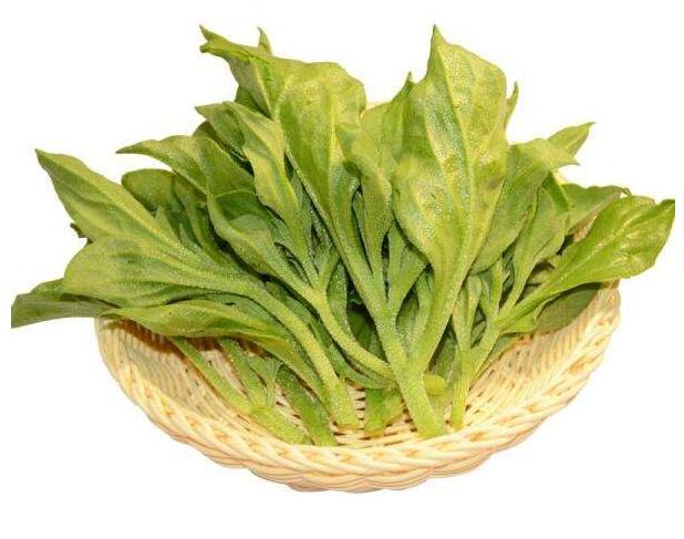 冰菜可以消除脂肪肝,冰葉日中花可預(yù)防老年癡呆