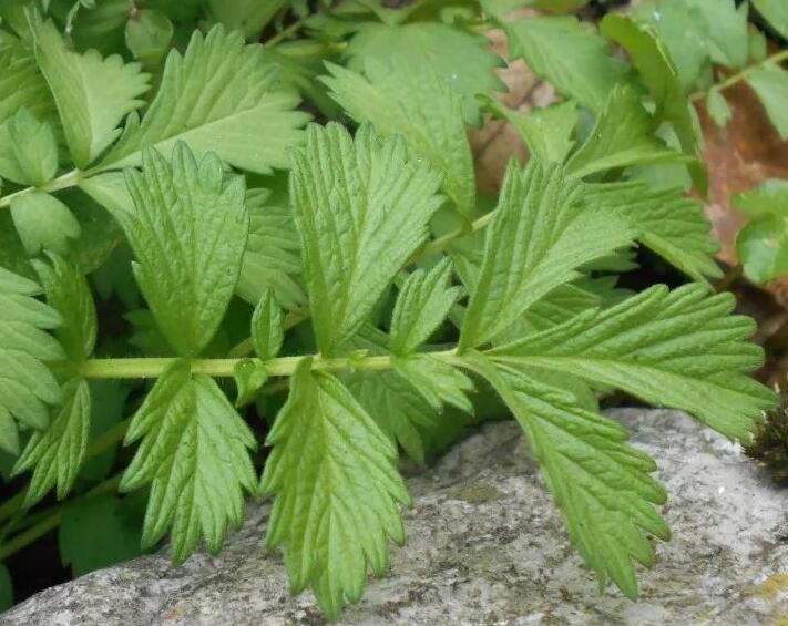 龍芽草不僅能健胃,龍芽草具有很強(qiáng)抗癌功效