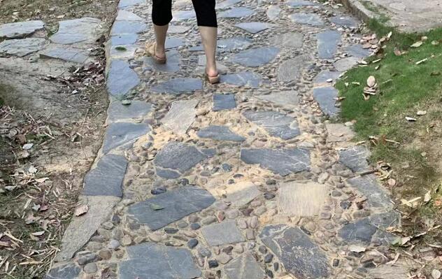 五指毛桃的功效與作用,五指毛桃是什么?