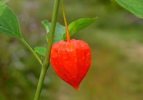 燈籠草的功效與作用,燈籠草有毒嗎?