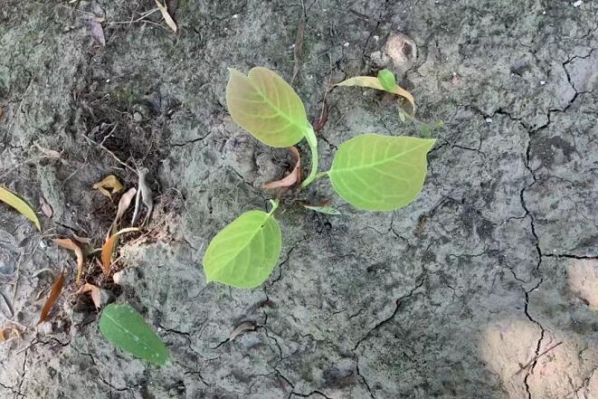 黃芪的功效與作用禁忌,黃芪的功效與作用大全