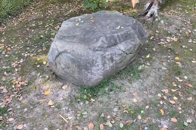 羊肚菌的功效,羊肚菌的功效和禁忌