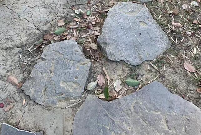 羊肚菌的功效,羊肚菌哪些人不宜吃?