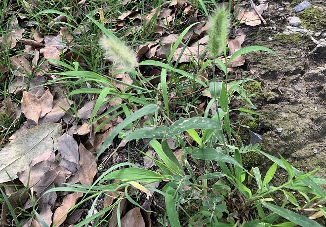 木薯是什么?木薯和紅薯有什么區別?